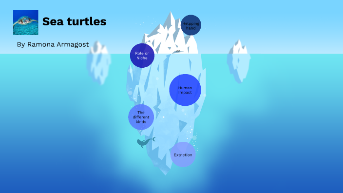 Sea Turtles by Ramona Armagost on Prezi