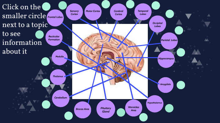 Parts of the brain by Chloe Szpakowski on Prezi