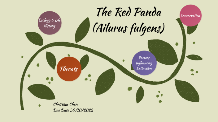 Red Panda Presentation by Christian Chen on Prezi