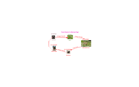 The food Chain of the Siberian Tiger by Bryon Street on Prezi