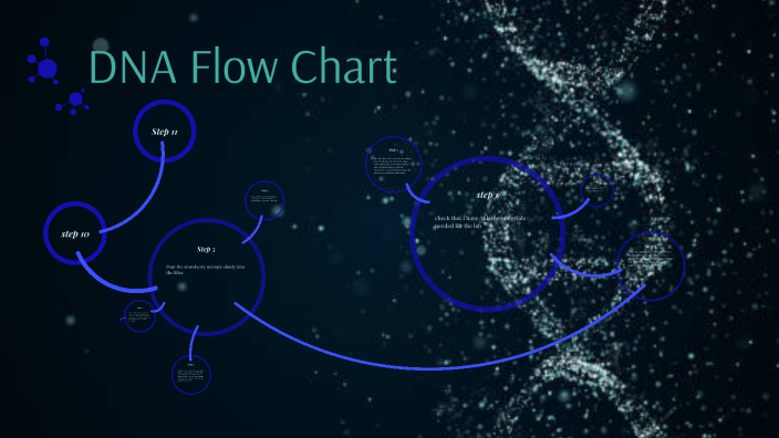 DNA Flow Chart by Evelyn p on Prezi