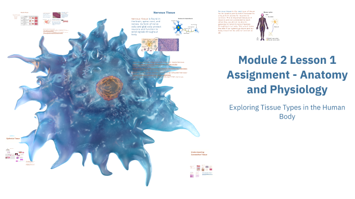 Module 2 Lesson 1 Assignment - Anatomy and Physiology by Nataly Perez ...
