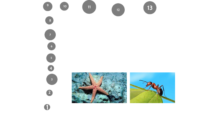 Ant and Penguin Reproduction by Aarush Aryal on Prezi