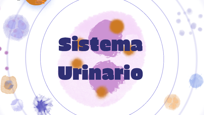 Histología del Sistema Urinario by GUISSELLA JARA GALDEMAN on Prezi