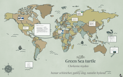 Green Sea Turtle by natalie hyland on Prezi