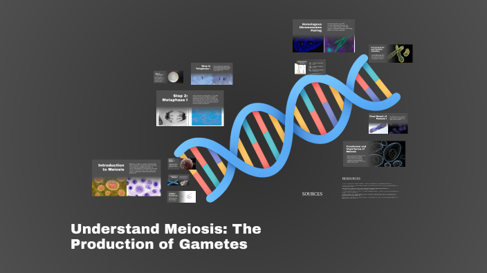 Understanding Meiosis: The Production of Gametes by MANUEL ZAMORA on Prezi