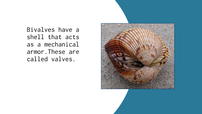 Mollusks Bivalve By JULIA PO On Prezi   Uwjitohaj4e3dyslku5ogyabfh6jc3sachvcdoaizecfr3dnitcq 3 0 