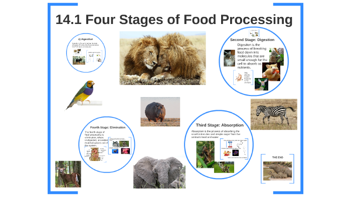 14-1-four-stages-of-food-processing-by-angela-vranken