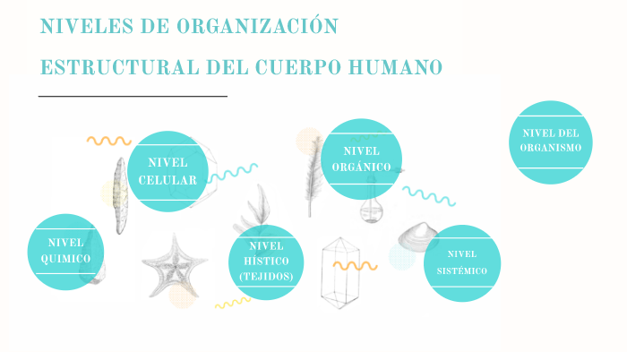 NIVELES DE ORGANIZACIÓN ESTRUCTURAL DEL CUERPO HUMANO by mariana ruiz