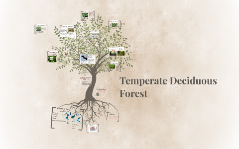 Temperate Deciduous Forest by Lexi Thomas on Prezi