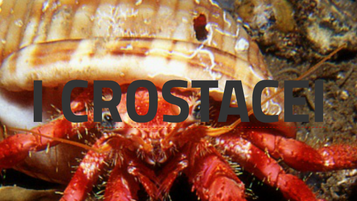 CROSTACEI by valentina bartolomeo