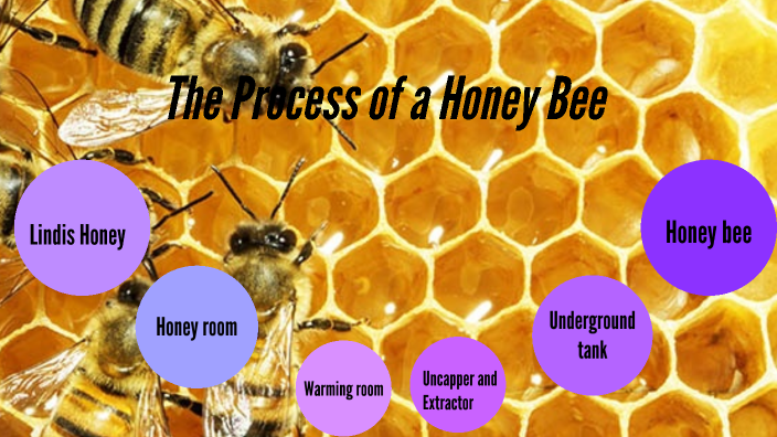 Magic of a honey bee by Charlotte Rawcliffe on Prezi