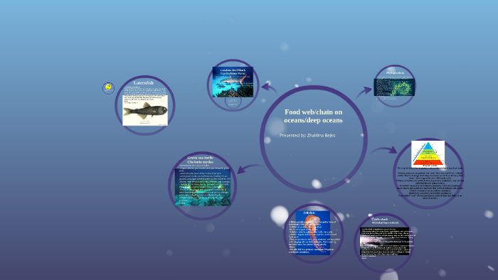 Food Chain Deep Sea Food Web