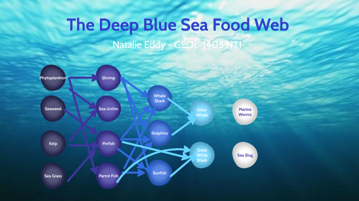 Ocean Food Web by Natalie Eddy