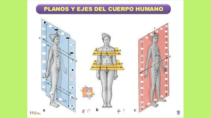 Plano Y Ejes Del Cuerpo Humano By Jonathan Moreno Hot Sex Picture