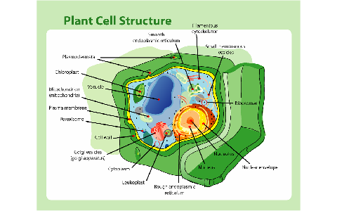 Parts of a Cell by Megan Adams on Prezi