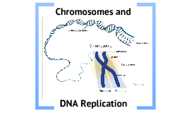 Image Result For Dna Replication Fork Diagram Dna Replication Science Biology Dna Synthesis