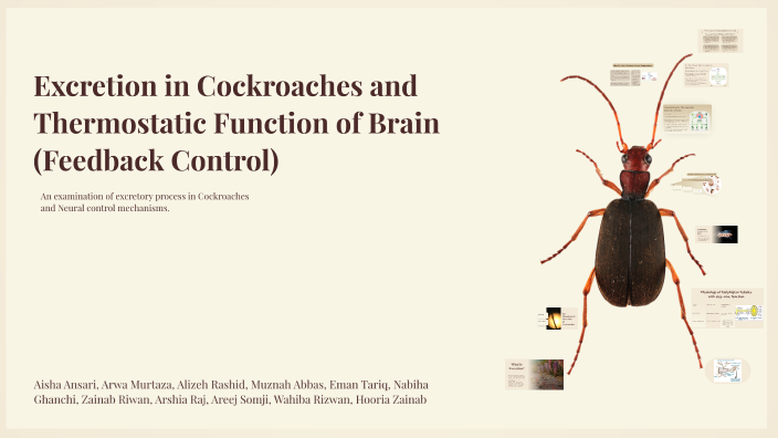 Cockroach Excretion Excretion in Cockroaches and Thermostatic Function of Brain Feedback ...