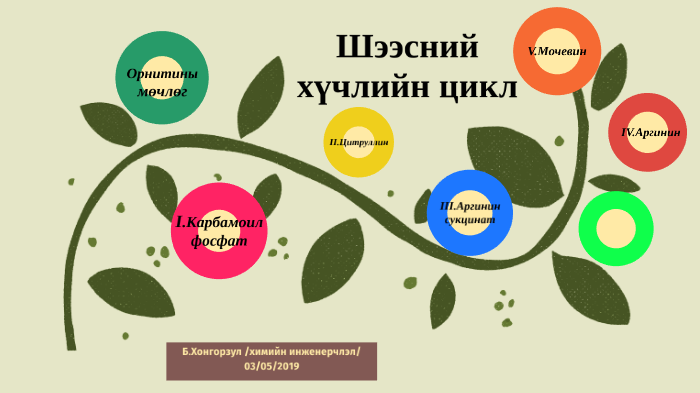 Шээсний хүчлийн цикл by khongorzul bayarbat on Prezi