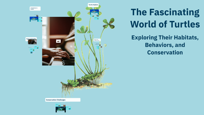 The Fascinating World of Turtles by Test User on Prezi