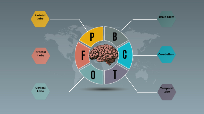 Parts of the Brain by Sam Fernandes on Prezi