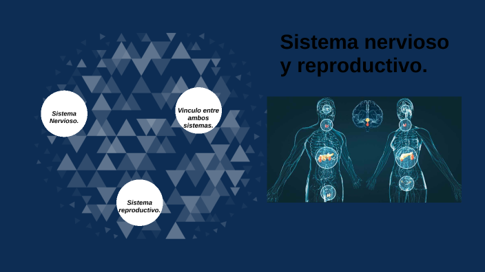 Sistema nervioso y reproductivo by dan sanchez pedraza on Prezi