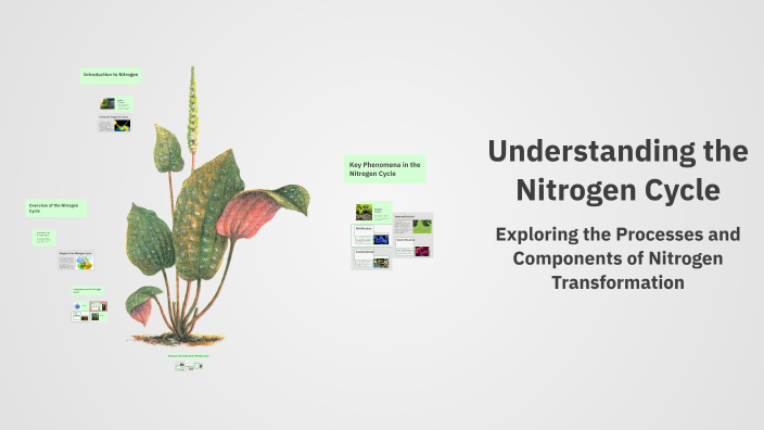 Understanding the Nitrogen Cycle by Samuela Shannah on Prezi