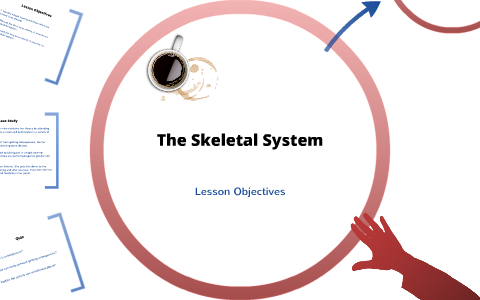 The Skeletal System by on Prezi