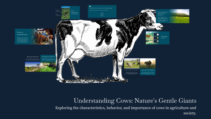 Understanding Cows: Nature's Gentle Giants by jack wills on Prezi