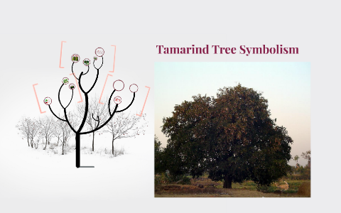 Tamarind Tree Symbolism By Cooper Nickels