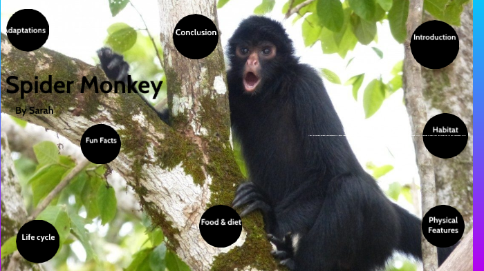 Spider monkeys, facts and photos