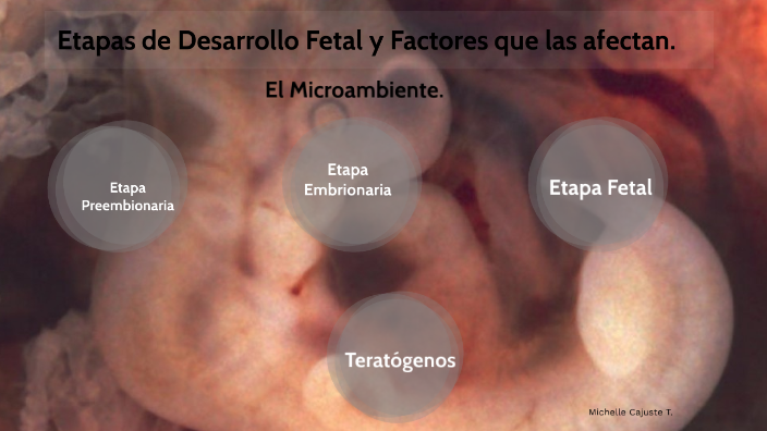 Etapas de Desarrollo Fetal y Factores que las afectan. by Michelle Cajuste