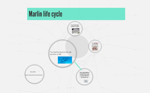 Marlin life cycle by John Nictakis on Prezi