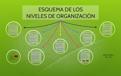 Esquema De Los Niveles De Organizacion By Adrian Medina Diaz On Prezi