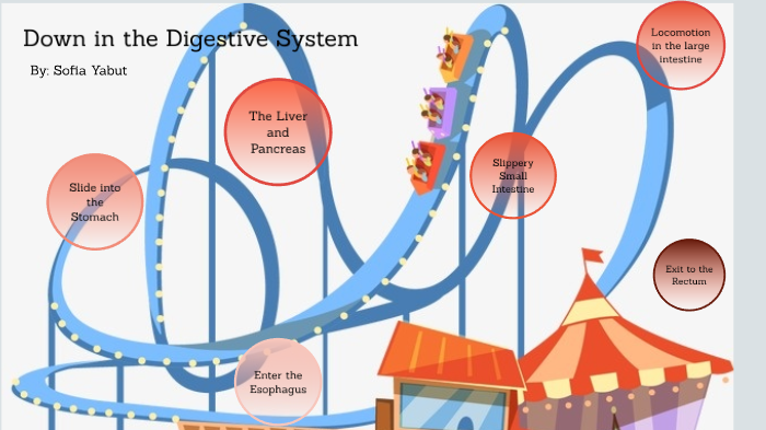 Digestive System Roller Coaster Design