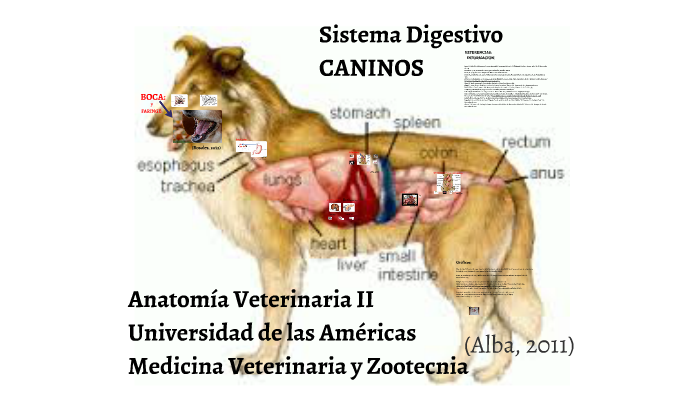 Sistema Digestivo by Andrés Amador da Gama on Prezi Next