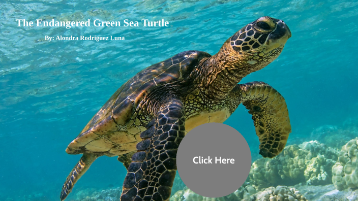 Green Sea Turtle by alondra rodriguez on Prezi