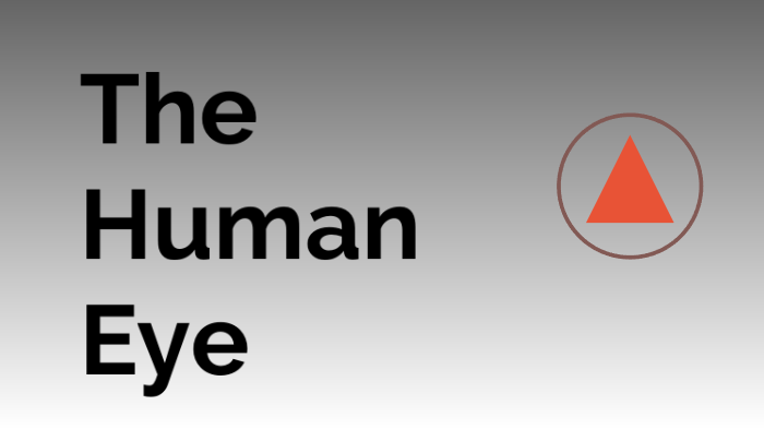 The Human Eye by Hannah Reeves on Prezi