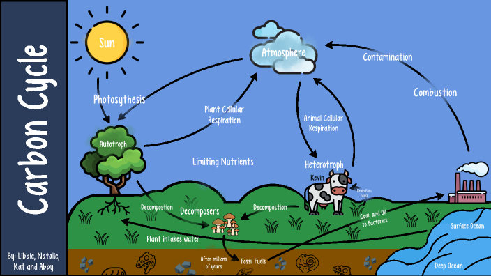 Carbon Cycle by Elizabeth Coleman on Prezi