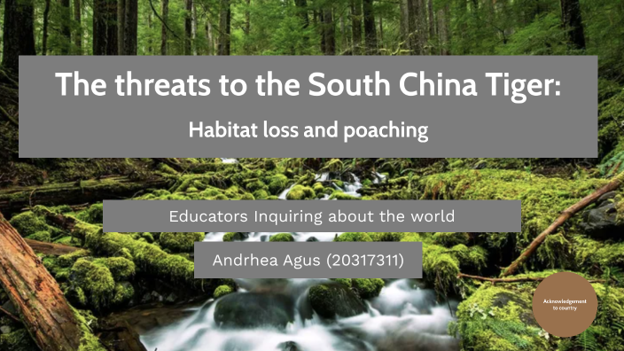 The threats to the South China Tiger: Habitat loss and poaching by