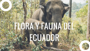 FLORA Y FAUNA DEL ECUADOR by Deisi on Prezi Design