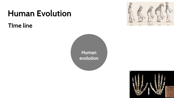 Human Evolution by Kimberlynn DeGoey on Prezi