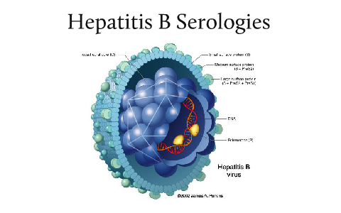 Hepatitis B Serologies By Jake Sullivan