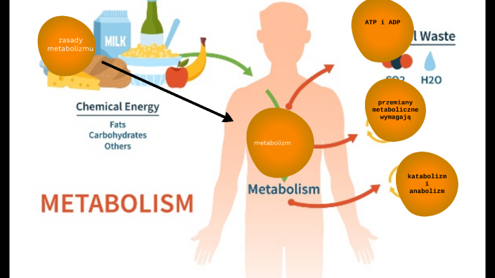 Metabolizm by Mateusz Bagan on Prezi