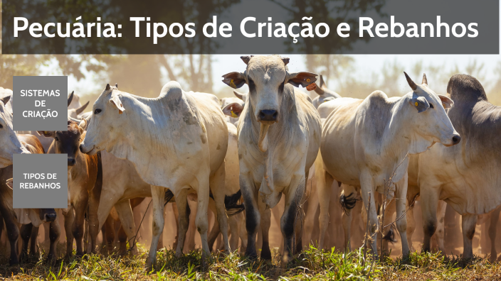 OBJETIVO Pecuária: Tipos de Criação e Rebanhos by RAFAEL DIAS FERNANDES ...