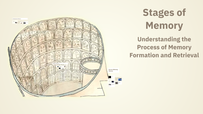 Memory Phase Stages of Memory by Stefanie Cogswell on Prezi