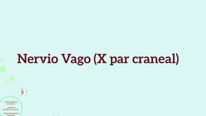 Nervio Vago X Par Craneal By Wendy López On Prezi