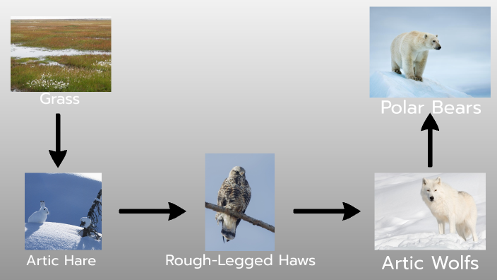 Tundra Biome Food Web by Christethen Barrientos on Prezi Biology Diagrams