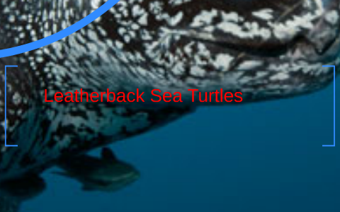 Leatherback sea turtles by Miranda Peterson on Prezi