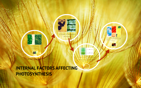 factors of photosynthesis